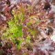 Lettuce - Leaf - Red Sails (130-150 Seeds)
