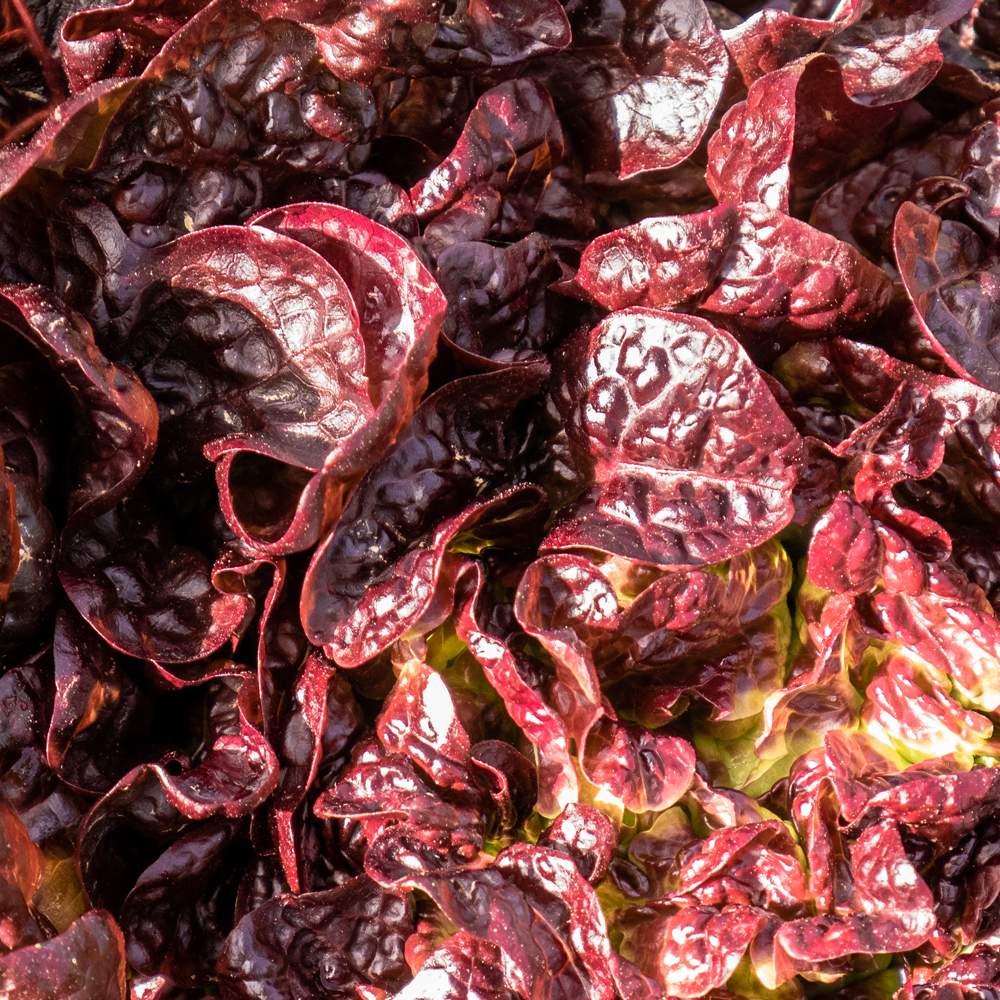 Lettuce – Leaf – Ruby Red