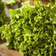 Lettuce - Leaf - Salad Bowl Green (220-240 Seeds)