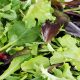 Lettuce - Mixed Greens - Gourmet Mixture (180-200 Seeds)