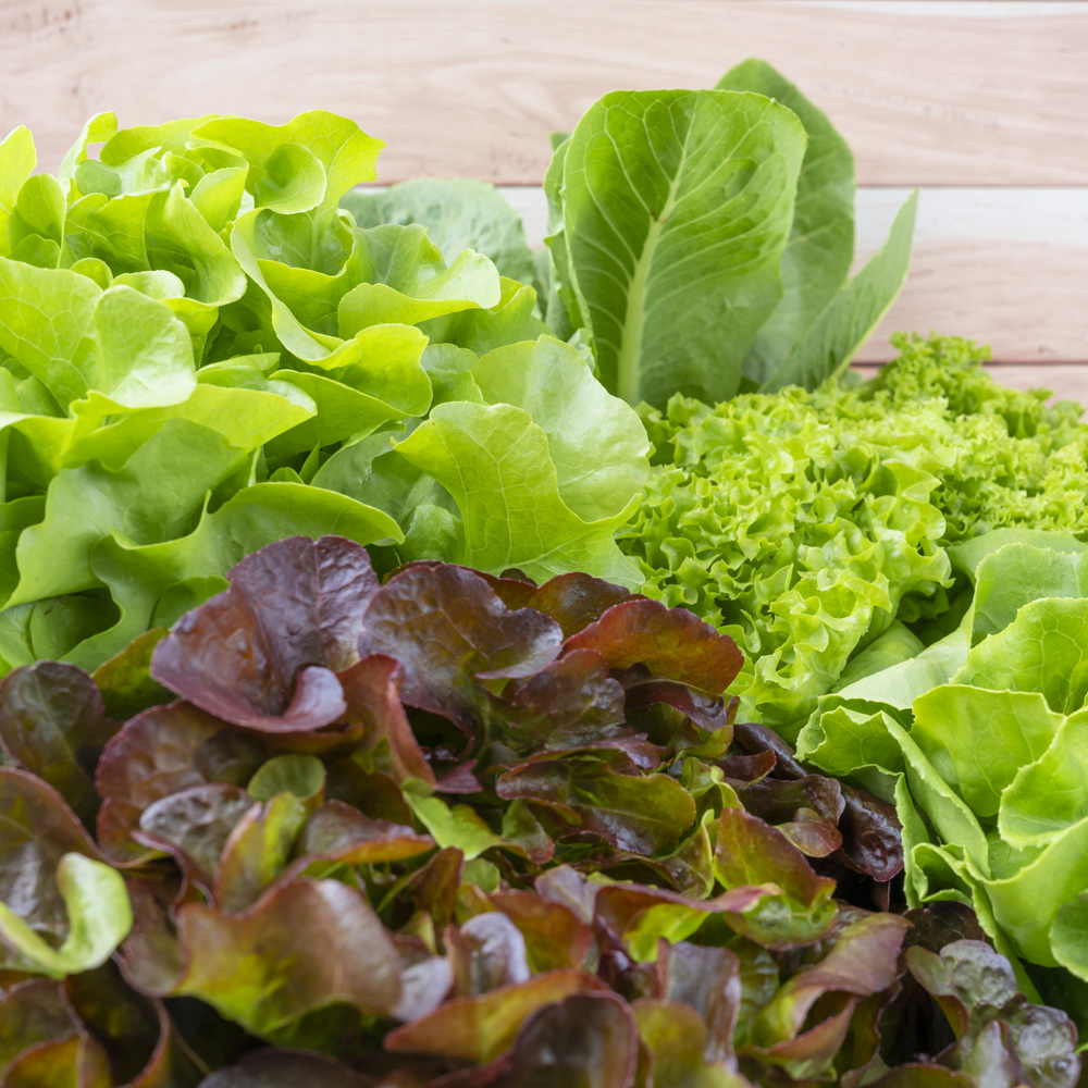 Lettuce – Mixed Greens – Mesclun Mix