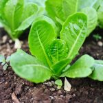 Lettuce - Romaine - Little Gem (220-240 Seeds)