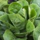 Lettuce - Romaine - Parris Island Cos (180-200 Seeds)
