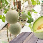 Melon - Honeydew - Green Flesh (8-10 Seeds)