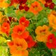 Nasturtium - Jewel Mix (8-10 Seeds)