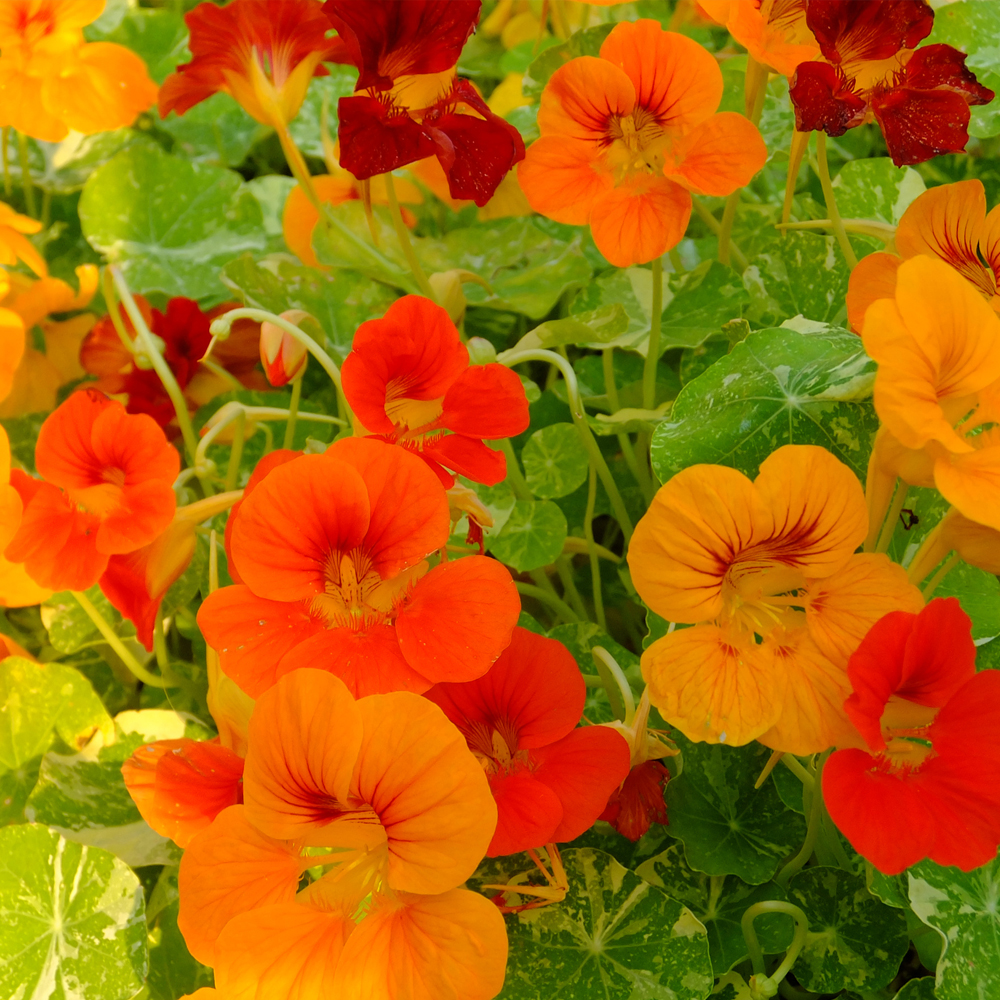 Nasturtium – Jewel Mix