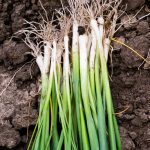 Onion - Bunching - Tokyo Long White (80-100 Seeds)