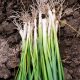 Onion - Bunching - Tokyo Long White (80-100 Seeds)