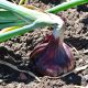 Onion - Short - Red Burgundy (60-80 Seeds)