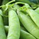 Pea - Snap - Sugar Ann (8-10 Seeds)