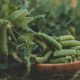 Pea - Snap - Sugar Daddy (8-10 Seeds)