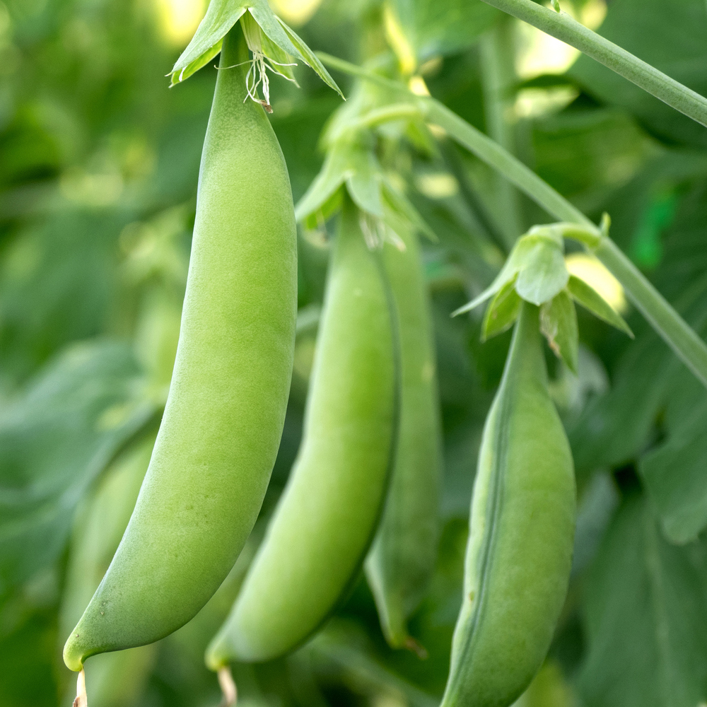 Pea – Snap – Super Sugar Snap