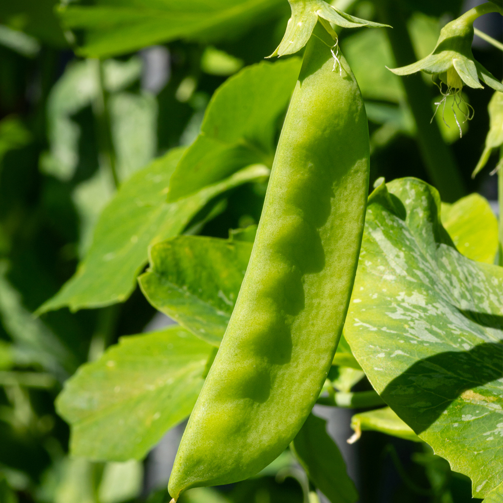 Pea – Snow – Mammoth Melting Sugar Pod