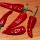 Pepper - Hot - Serrano Tampiqueno (14-16 Seeds)