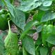 Pepper - Sweet - Emerald Giant (14-16 Seeds)