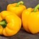 Pepper - Sweet - Golden Cal Wonder (14-16 Seeds)