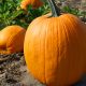 Pumpkin - Jack O Lantern (6 Seeds)