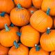 Pumpkin - Sugar Pie (6 Seeds)