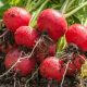 Radish - Champion (100-120 Seeds)