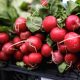 Radish - Cherry Belle (100-120 Seeds)