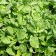 Spinach - Bloomsdale Long Standing (100-120 Seeds)