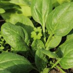 Spinach - Giant Noble (100-120 Seeds)