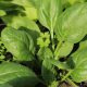 Spinach - Giant Noble (100-120 Seeds)
