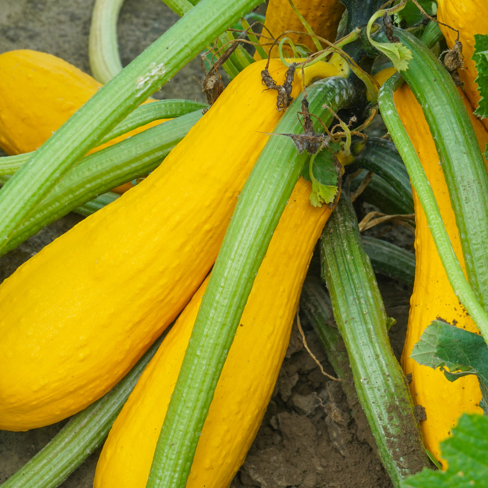 Squash – Summer – Early Prolific Straightneck