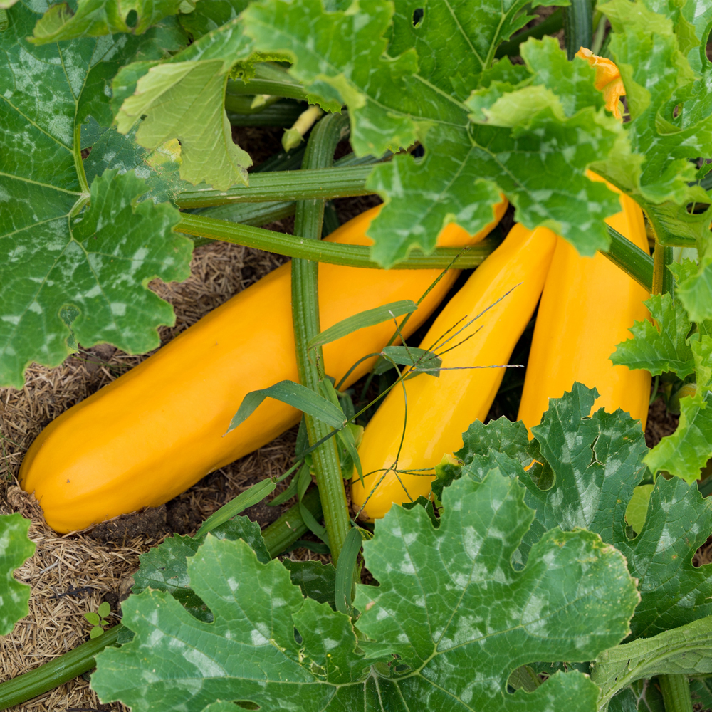 Squash – Summer – Golden Glory Hybrid