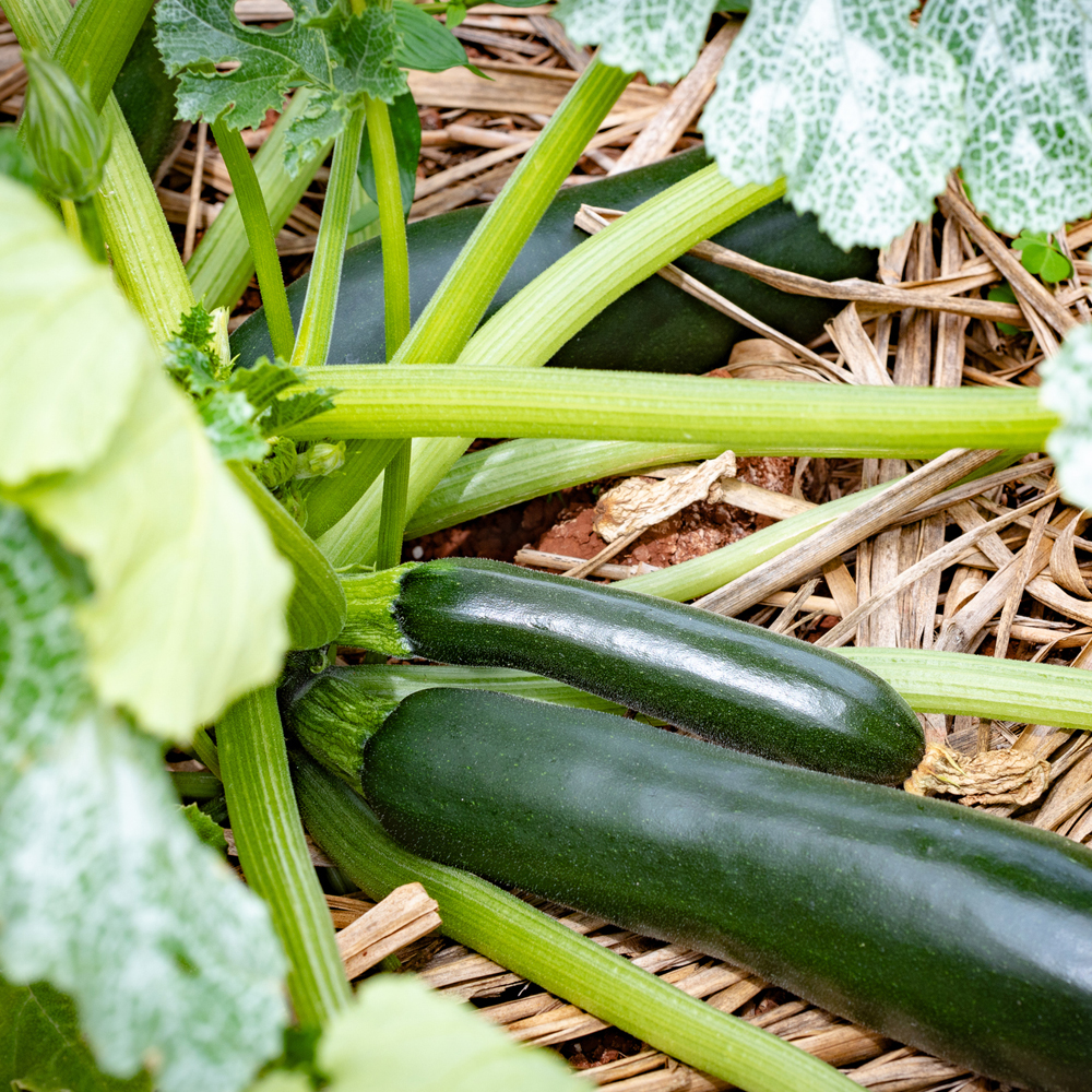 Squash – Summer – Zucchini Black Beauty