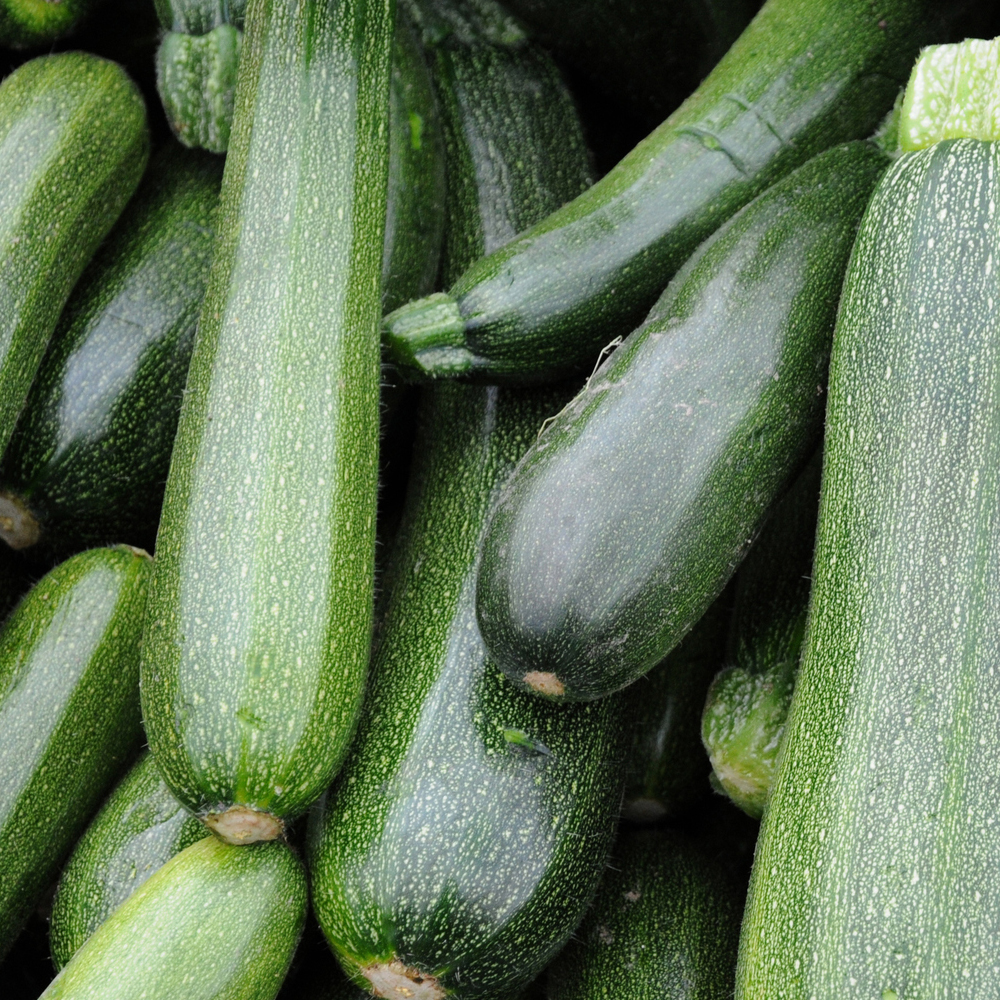 Squash – Summer – Zucchini Cashflow Hybrid