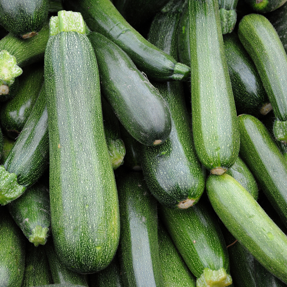 Squash – Summer – Zucchini, Endurance BC, F1