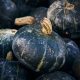 Squash - Winter - Burgess Buttercup  (6-8 Seeds)