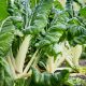 Swiss Chard - Lucullus (10-12 Seeds)
