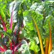 Swiss Chard - Rainbow Mixture (10-12 Seeds)
