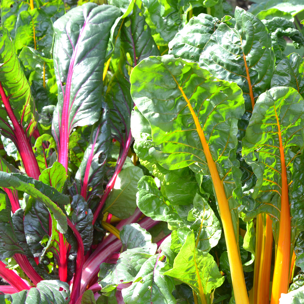 Swiss Chard – Rainbow Mixture