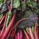 Swiss Chard - Ruby Red (10-12 Seeds)