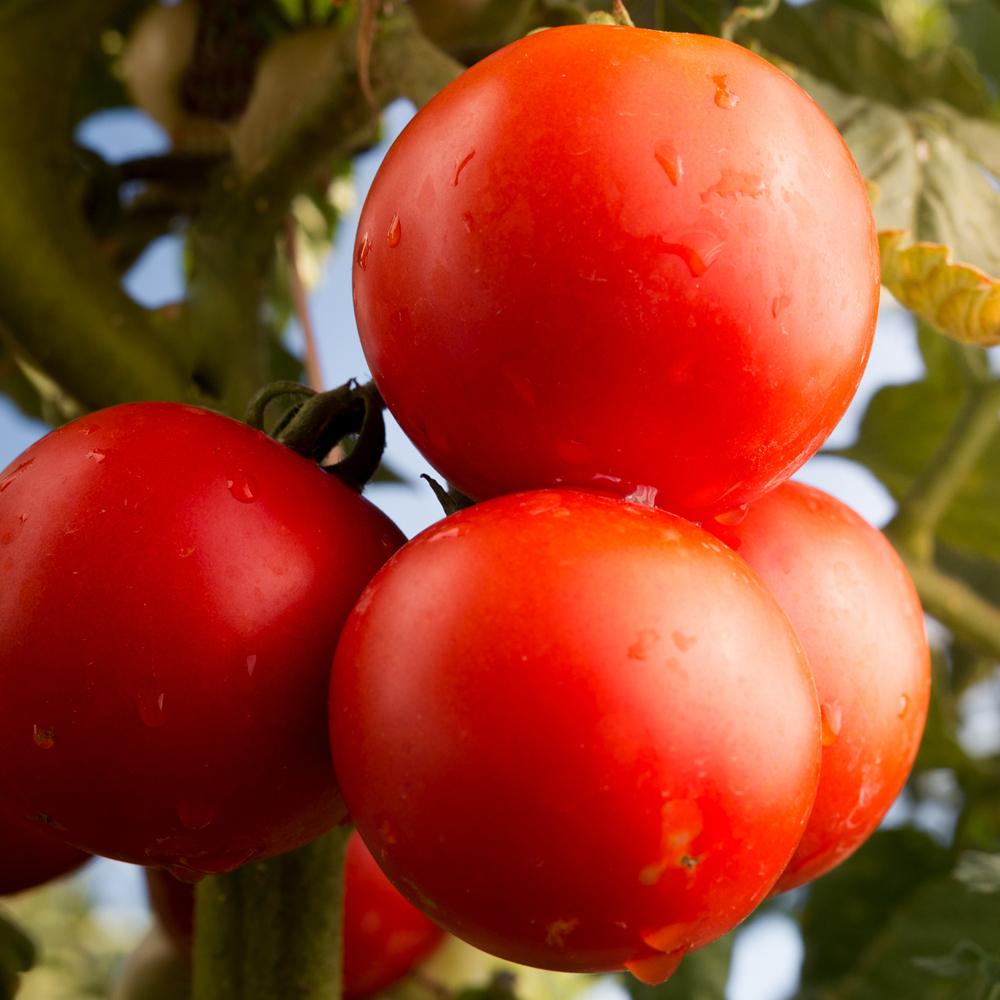 Tomato – Big Beef Hybrid