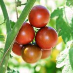 Tomato - Cherry - Chocolate Cherry (16-18 Seeds)