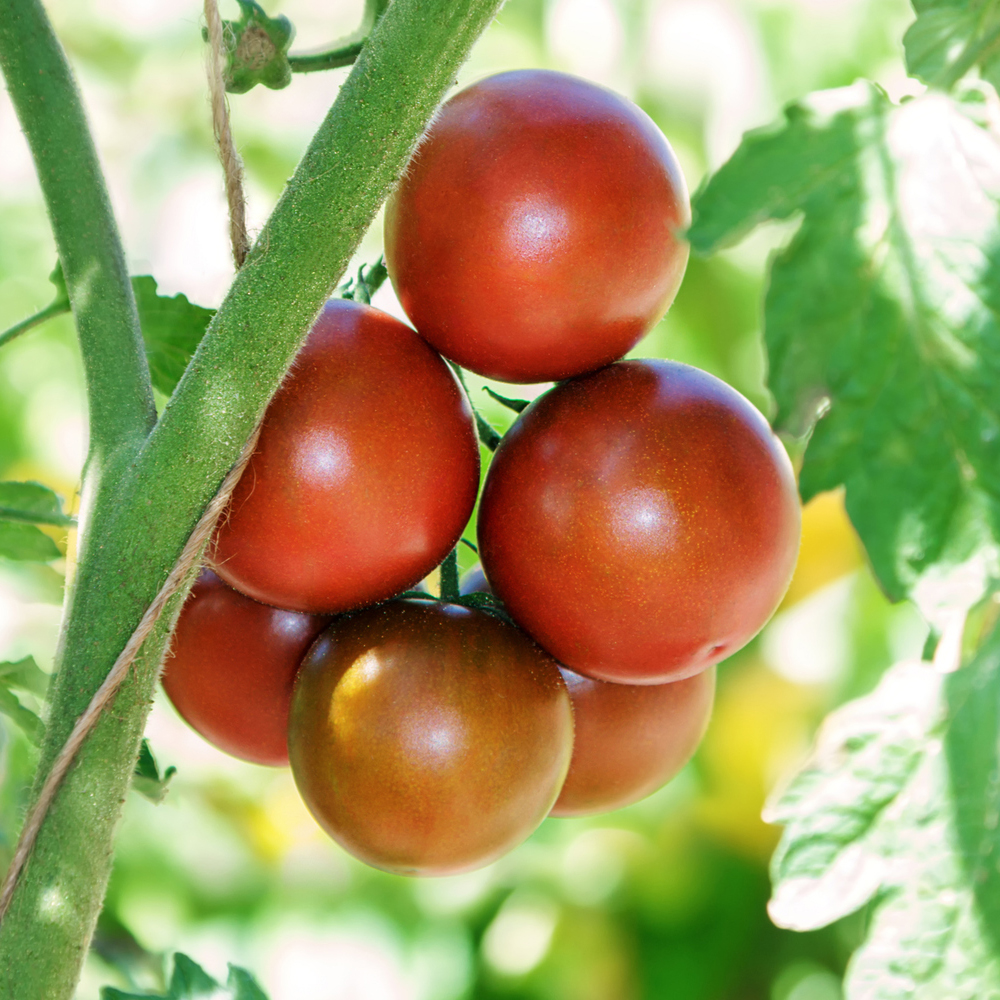 Tomato – Cherry – Chocolate Cherry