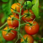 Tomato - Cherry - Large Red Cherry (16-18 Seeds)