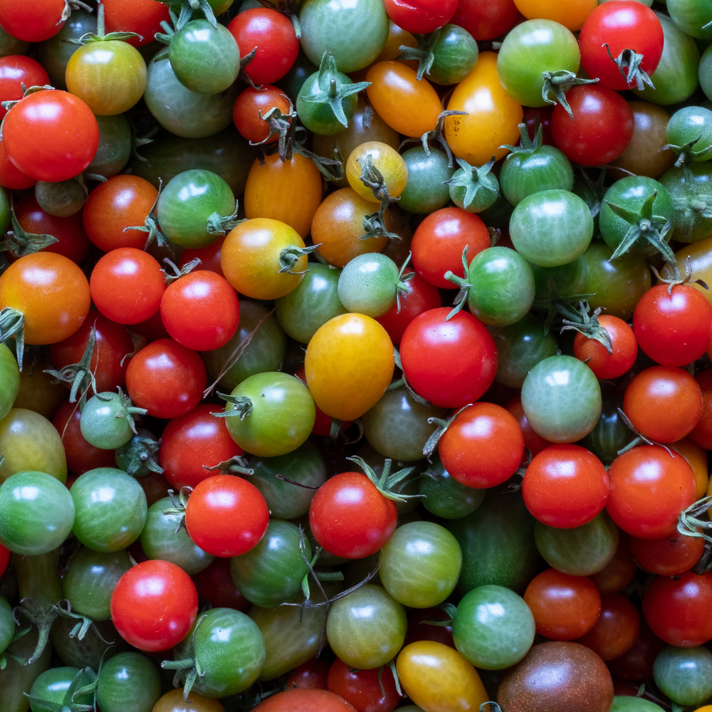 Tomato – Cherry – Rainbow Cherry Mix