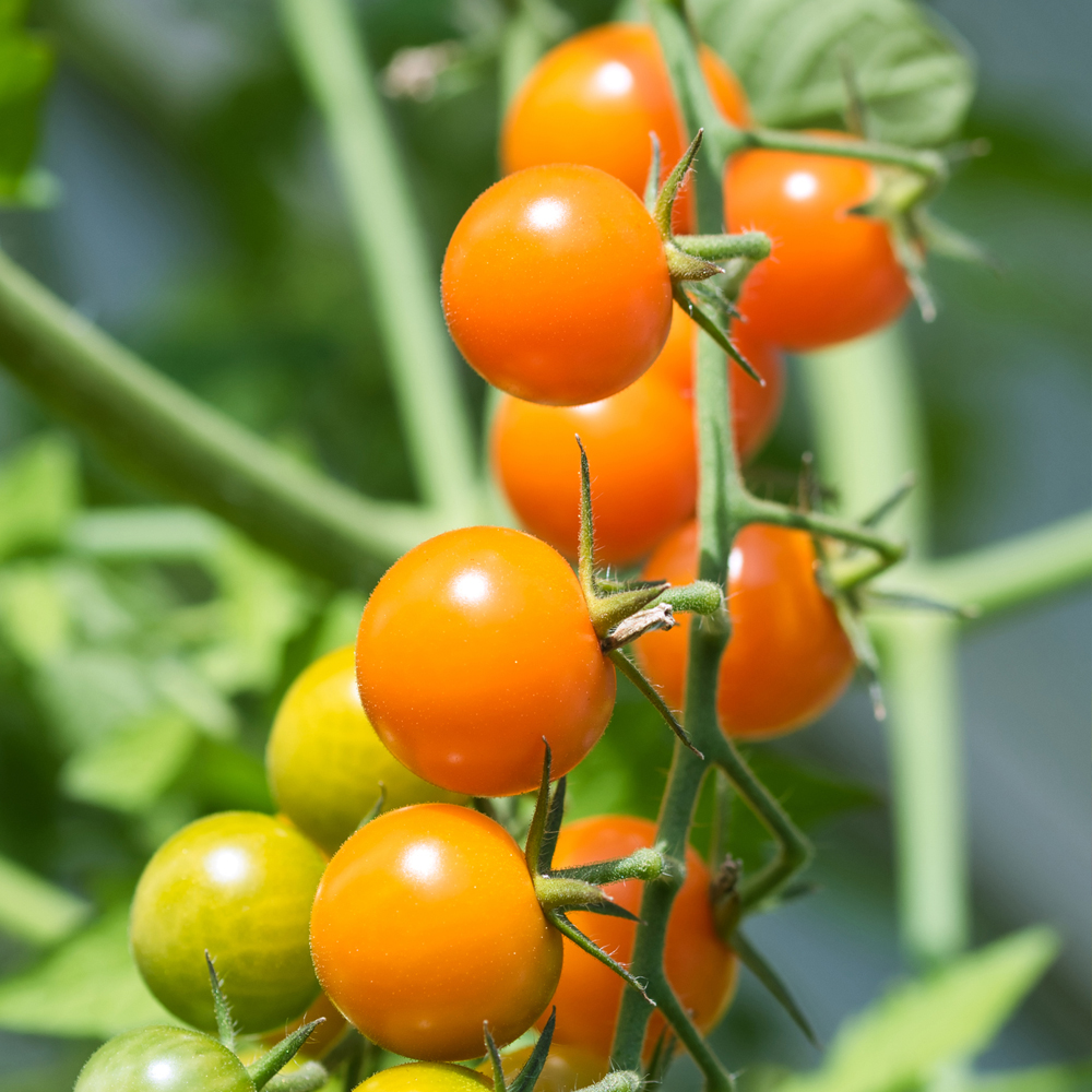 Tomato – Cherry – Sungold Hybrid