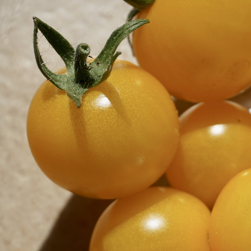 Tomato – Cherry – Sunsugar Hybrid