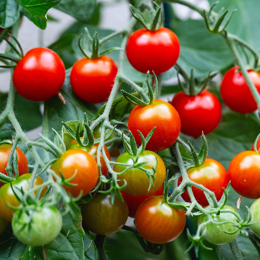 Tomato – Cherry – Supersweet 100 Hybrid