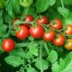 Tomato - Cherry - Sweetie (16-18 Seeds)