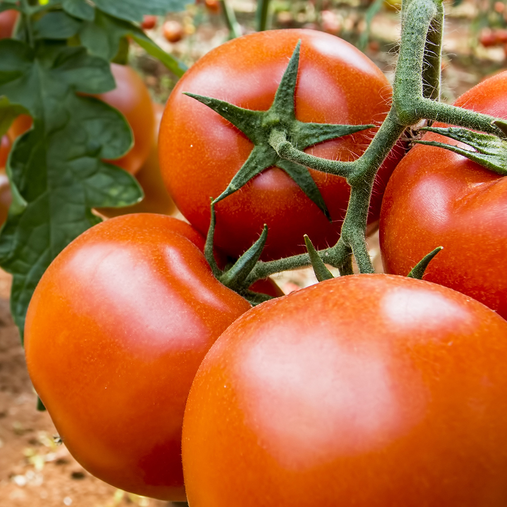 Tomato – Oregon Spring