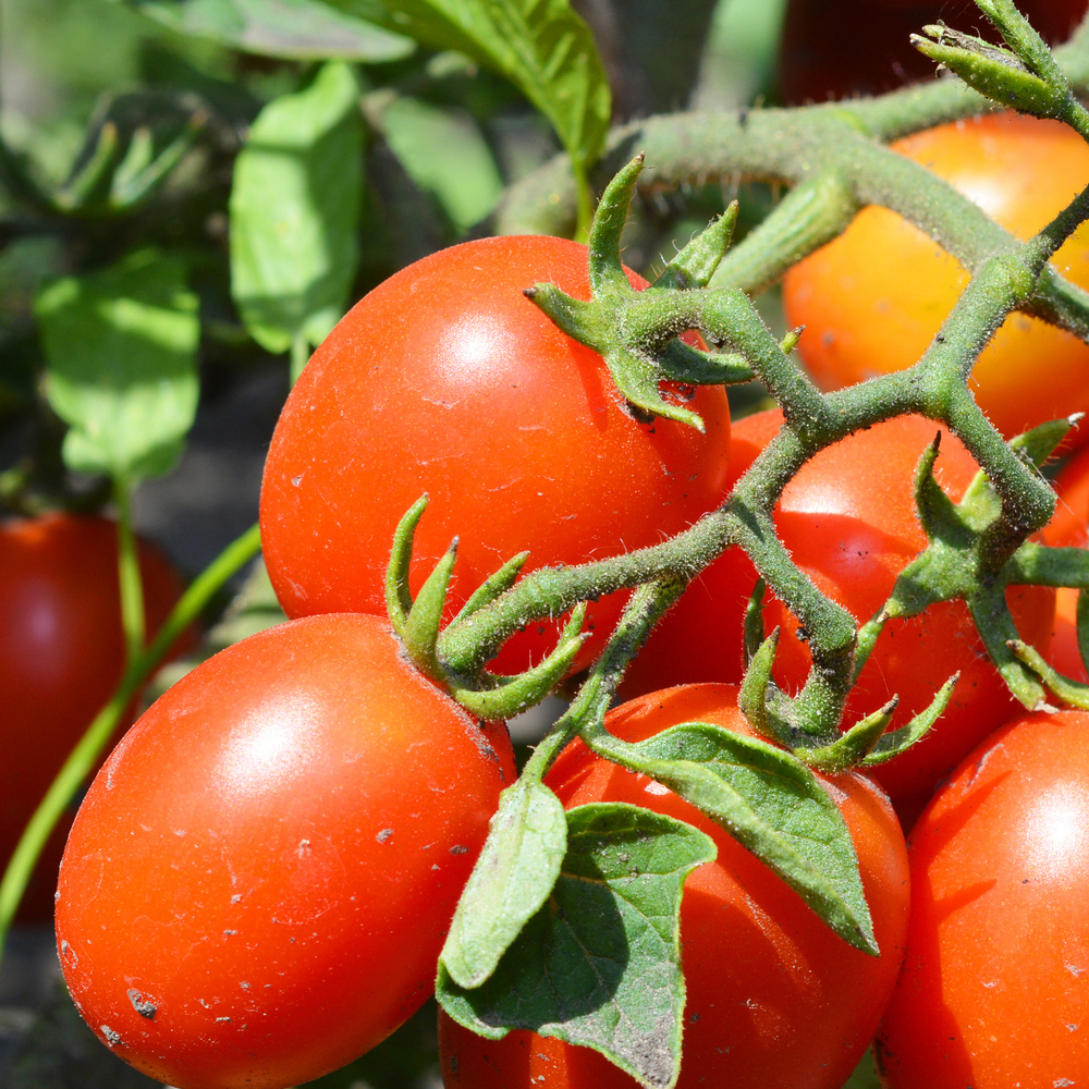 Tomato – Paste – Roma