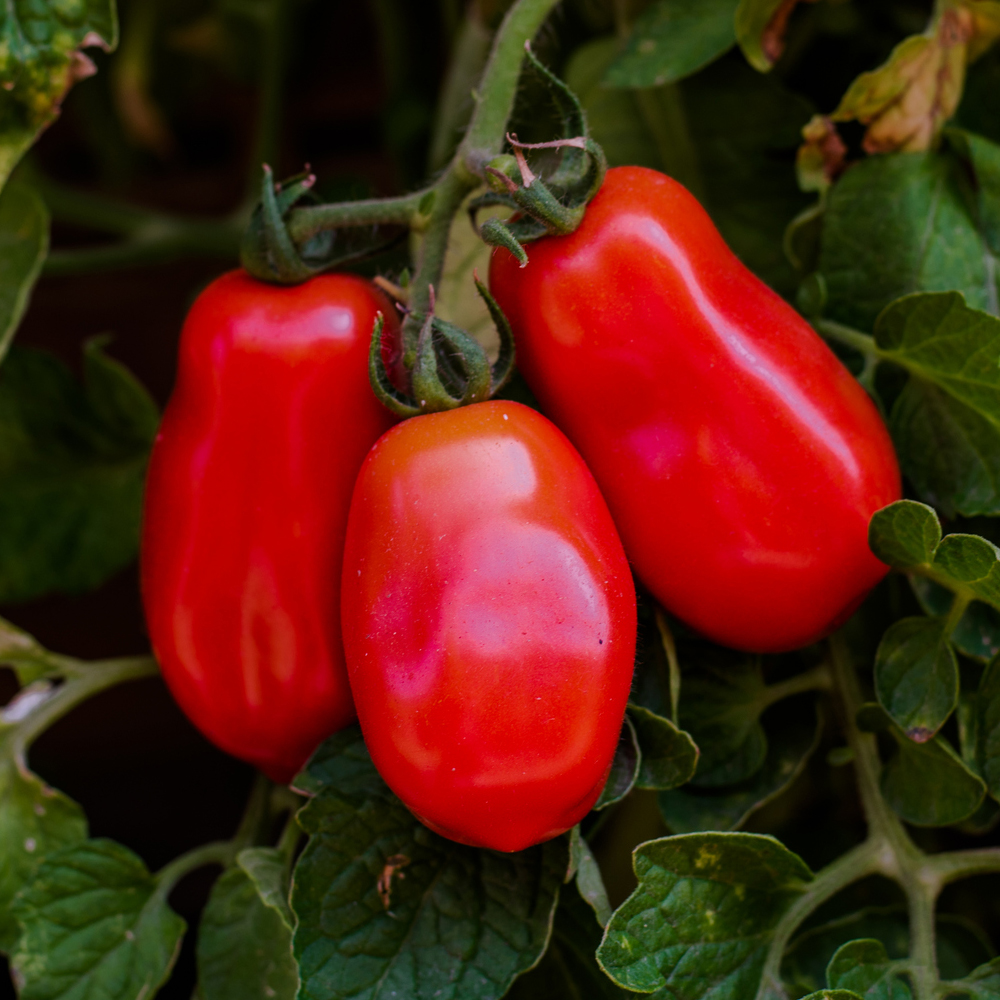 Tomato – Paste – San Marzano Indeterminate