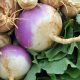 Turnip - Purple Top White Globe (60-80 Seeds)